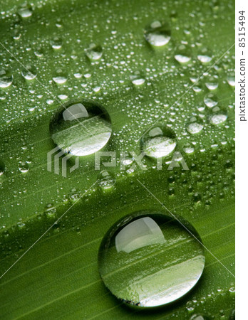 Water drops Water drops 8515494