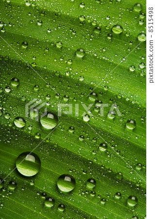 Drops on leaf 8515498