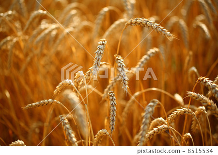 Wheat field Wheat field 8515534