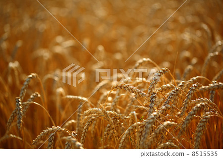 Wheat field Wheat field 8515535