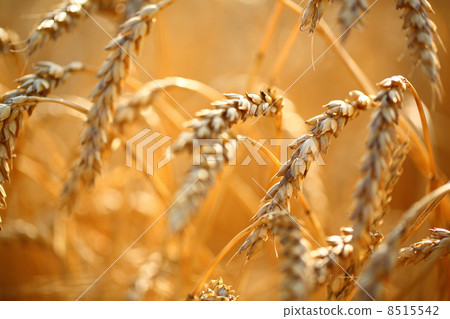 Wheat field 8515542