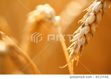 Wheat field Wheat field 8515548