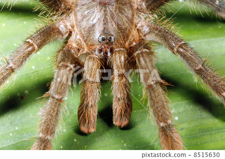 Amazonian tarantula 8515630