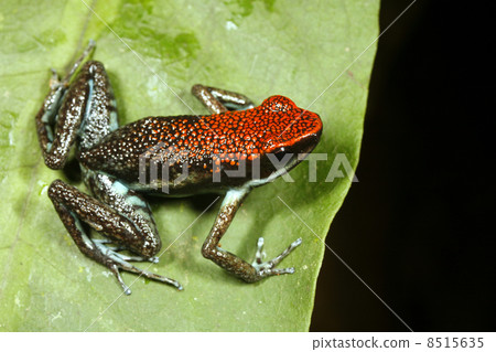 Ruby poison frog (Ameerega parvula) 8515635