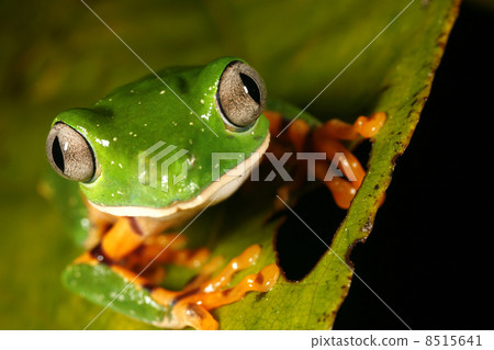 Barred monkey frog (Phyllomedusa tomopterna) 8515641