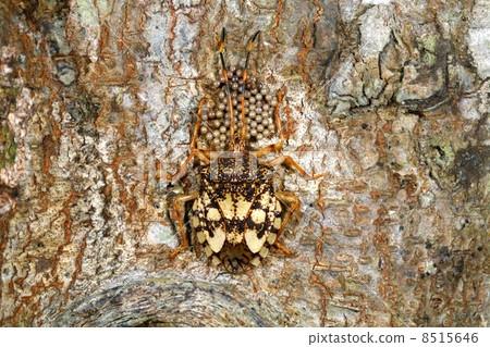 Hemipteran bug with eggs on tree trunk Hemipteran bug with eggs on tree trunk 8515646