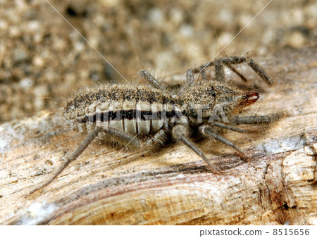 Solifugid or sun spider from Ecuador Solifugid or sun spider from Ecuador 8515656