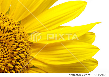 Sunflower Sunflower 8515965