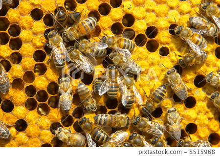 bees bees 8515968