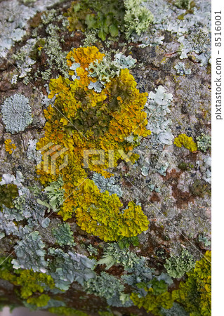 Lichen Lichen 8516001