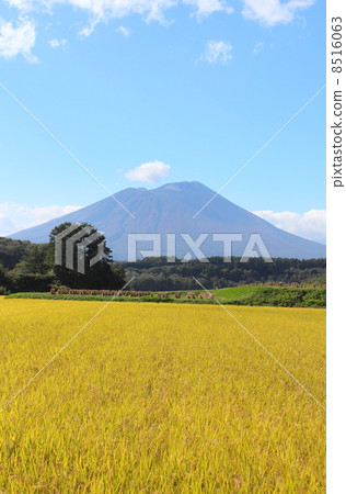 Iwate volcano of early crown and rice ear 8516063