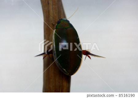 Cogothanogorough 8516190