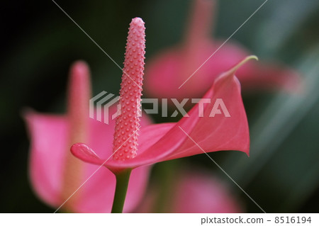Anthurium 8516194