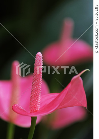 Anthurium Anthurium 8516195