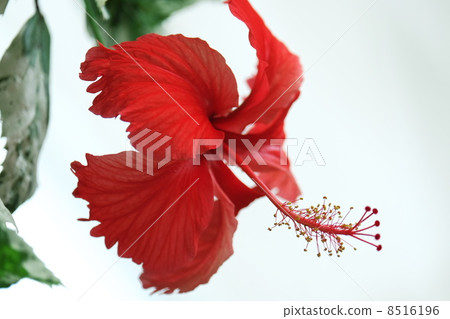 Hibiscus 8516196