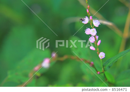 Sakuratade's flower 8516471