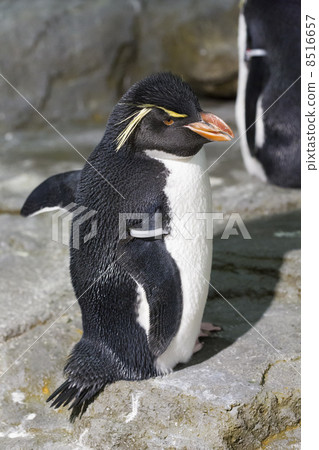 Iwatobi penguins 8516657