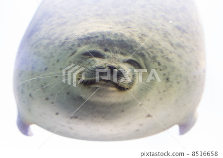 哈蒙密封 哈蒙密封 8516658