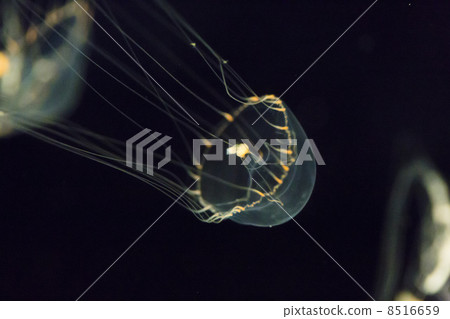 Guyaman jellyfish Guyaman jellyfish 8516659