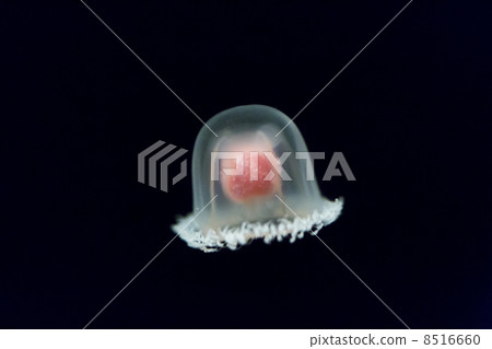 Turritopsis nutricula Turritopsis nutricula 8516660