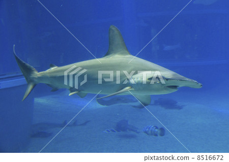 Smoked shark 8516672