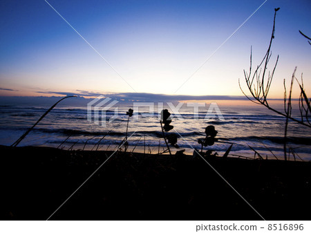 Sea Sea 8516896
