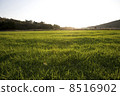 Field 8516902