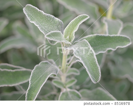 Jerusalem sage Jerusalem sage 8516978