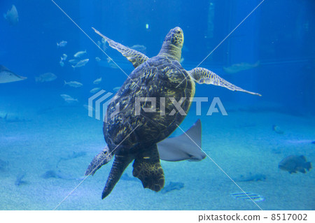 Sea turtle 8517002