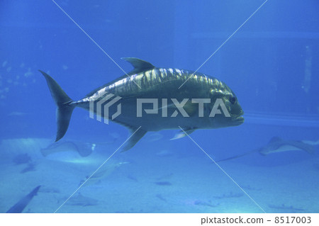 Rowiniaji Rowiniaji 8517003