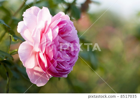 Rose of pink Rose of pink 8517035