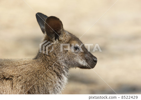 Bennett Wallaby, Australia 8522429