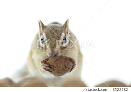 花栗鼠吃核桃 8522582