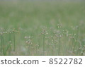 Mikuni racco flower buds 8522782