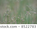 Mikuni racco flower buds 8522783