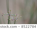 Mikuni racco flower buds 8522784