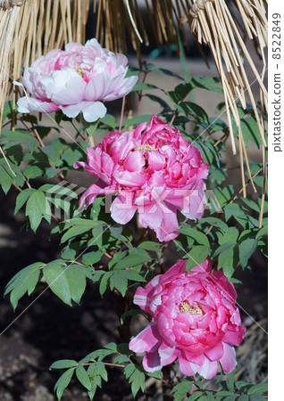 Winter peony island jus Winter peony island jus 8522849