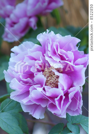 Winter peony Niijima's shine (Shinshima no Kagayaki) Winter peony Niijima's shine (Shinshima no Kagayaki) 8522850
