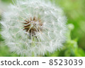 Dandelion cotton hat 8523039