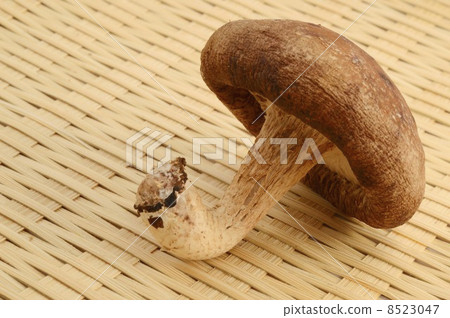 香菇糊狀 香菇糊狀 8523047