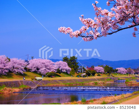 鴨川的櫻花 鴨川的櫻花 8523048