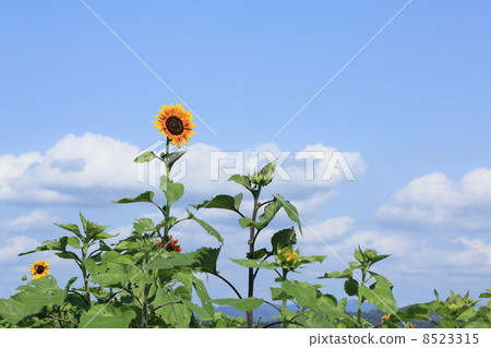 Blue sky and sunflower Blue sky and sunflower 8523315