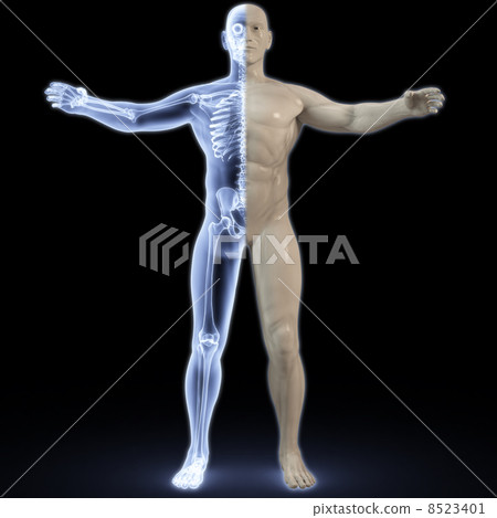 anatomy 8523401