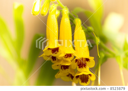 Matsumurasou 8523879