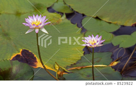 Water lily Water lily 8523922