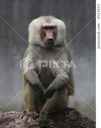 Baboon Baboon 8524053