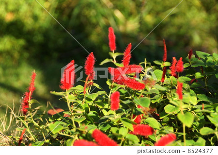 October tropical plant cats tail · Euphorbiaceae 05 October tropical plant cats tail · Euphorbiaceae 05 8524377