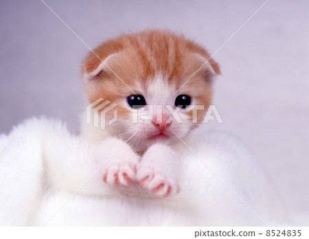 可愛的小貓 8524835