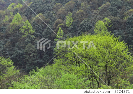 新鮮的綠色對比 8524871