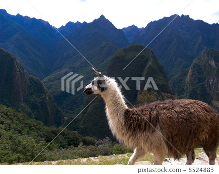 馬丘比丘的駱駝 馬丘比丘的駱駝 8524883